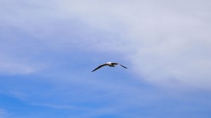 seagull